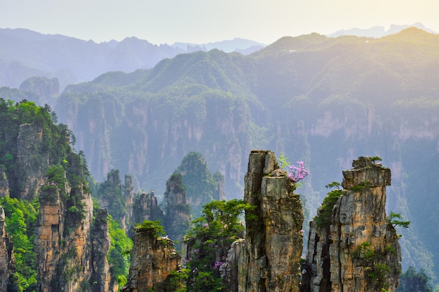 Montagnes de Zhangjiajie, Chine