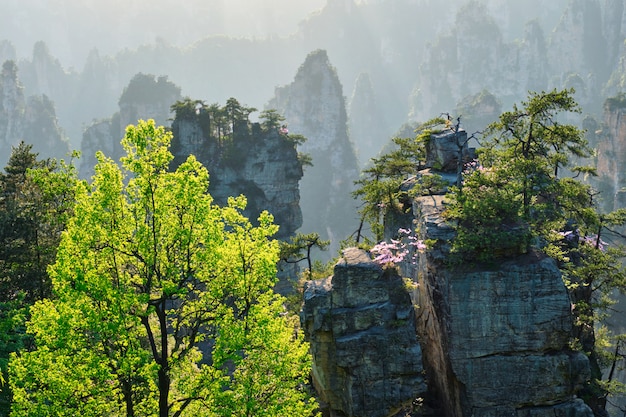 Montagnes de Zhangjiajie, Chine