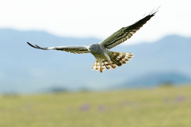 Montagus harrier mâle adulte volant dans son territoire de reproduction sur une steppe céréalière