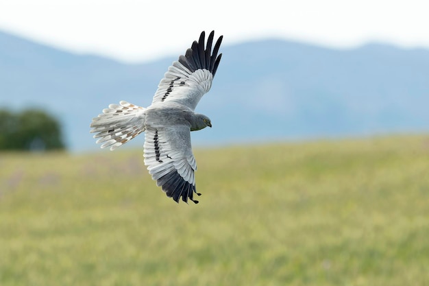 Photo montagus harrier mâle adulte volant dans son territoire de reproduction sur une steppe céréalière