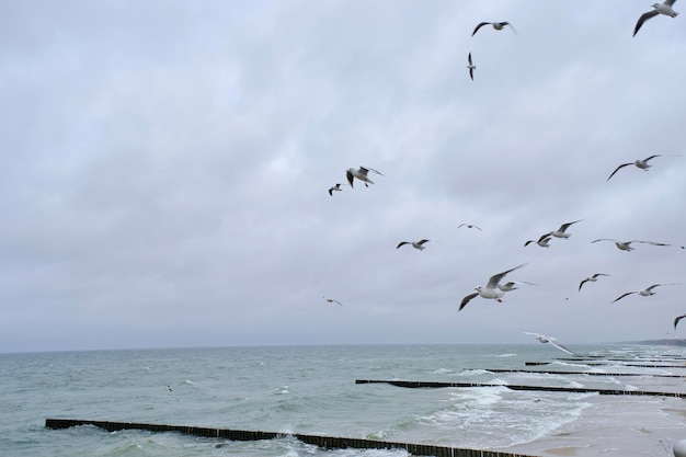 Montée des mouettes contre un ciel nuageux et une mer agitée