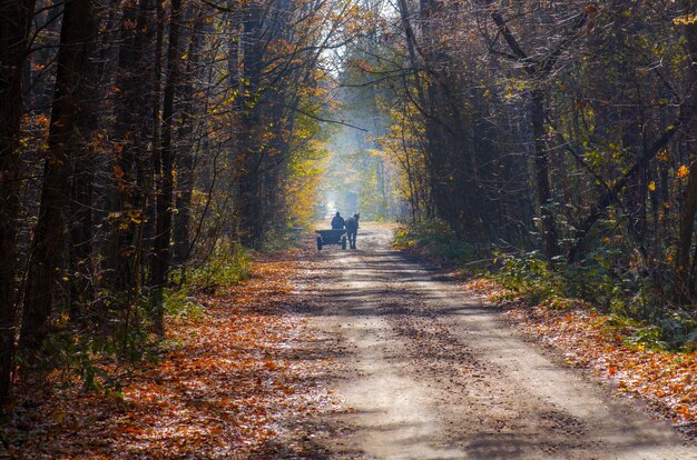 Montez dans un chariot tiré par des chevaux dans les bois d'automne aux feuilles jaunes. Calèche sur route d'automne