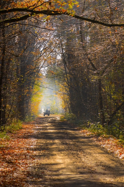 Montez dans un chariot tiré par des chevaux dans les bois d'automne avec des feuilles jaunes Calèche sur la route d'automne