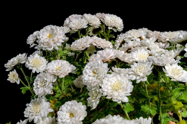 Montre le chrysanthème blanc sur un fond noir en gros plan de la tête de fleur