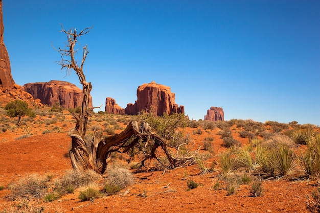 Monument Valley et souche d'arbre USA