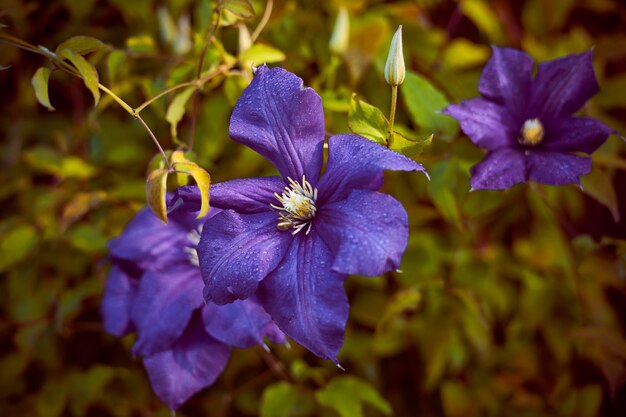 Moody fleurs de clématites, gros boutons violets sur vert foncé