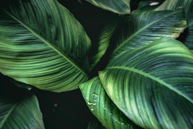 Moody vert profond Peace Lily plante avec pétale monocot plante d'intérieur rougeoyant dans le jardin formel sur le climat tropical