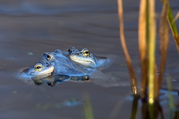 Moor grenouilles dans la nature