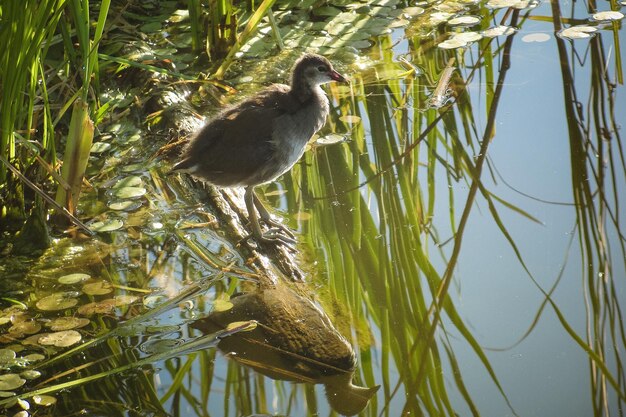 Moorhen Dusky juvénile parmi les scirpes verts au bord du lac au coucher du soleil en Sibérie. Oiseau aquatique aux plumes grises et au bec rouge. Vie sauvage et nature.