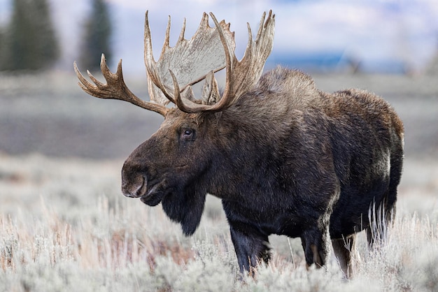 Moose, Wyoming. Nov-Déc 2021