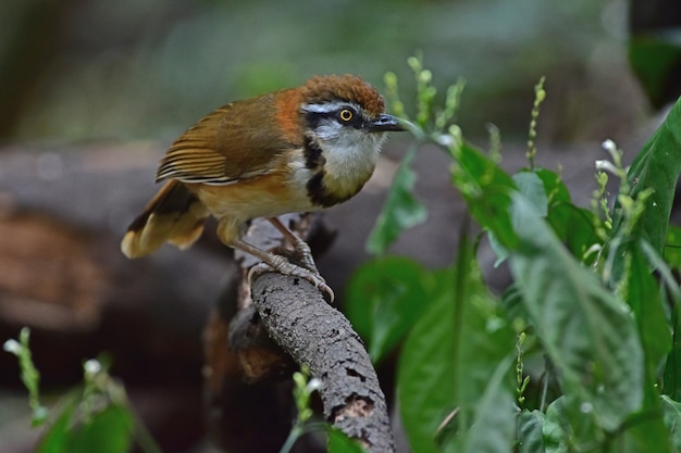 Photo moqueur à collier se percher sur une branche dans la nature