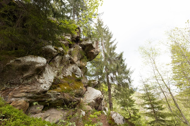 Photo morceau de forêt paisible à la lumière du jour