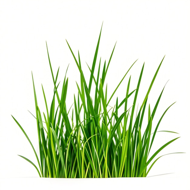 un morceau d'herbe verte qui pousse dans un bol
