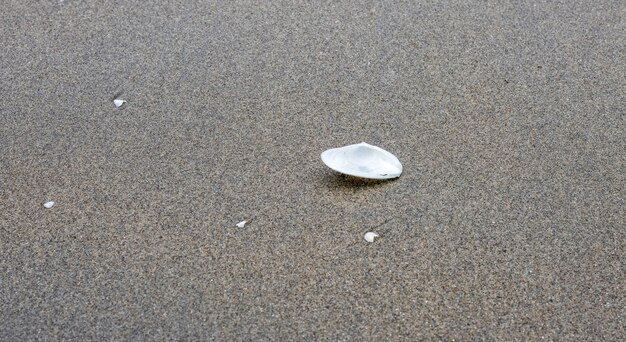 Un morceau de moule à moitié blanche sur une plage de sable