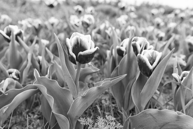 Morceau de nature Bannière florale pour magasin de fleuriste Champ rose de tulipes Pays-Bas champ de bulbes au printemps harmonie en méditation Beaux champs de tulipes roses Hollande au printemps