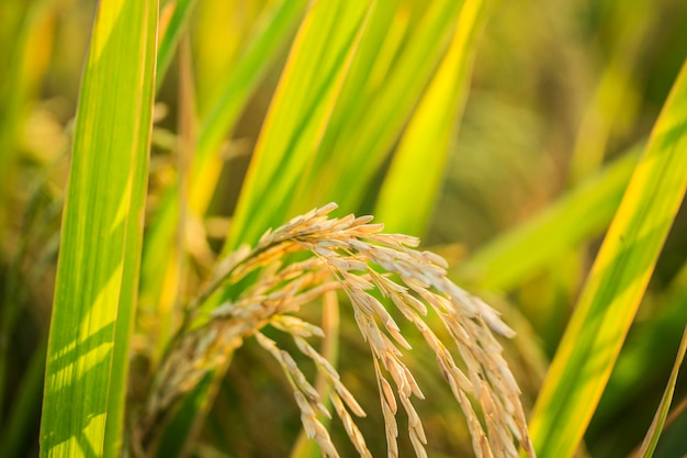 Un morceau de riz doré, riz attendant d'être récolté