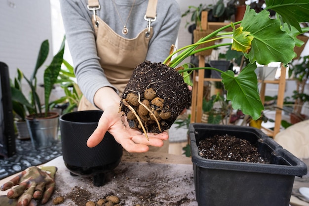 Le morceau de terre d'une plante en pot maison est entrelacé de racines la plante est devenue trop grande pour le pot