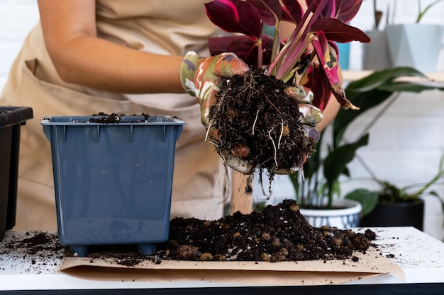 Un morceau de terre d'une plante en pot avec des racines saines Le repiquage et l'entretien d'une pourriture des racines du rhizome d'une plante domestique