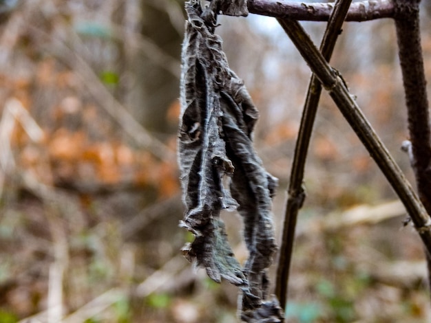 Un morceau de tissu déchiré