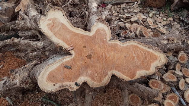 morceaux de bois avec une forme unique