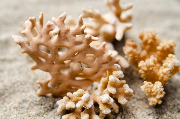 Morceaux de corail de mer dans la plage de sable.