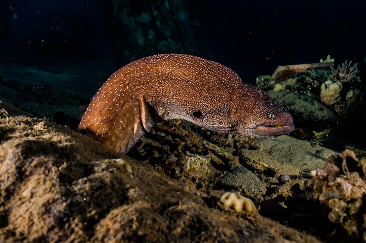 Photo morée morée lycodontis undulatus dans la mer rouge eilat israël ae