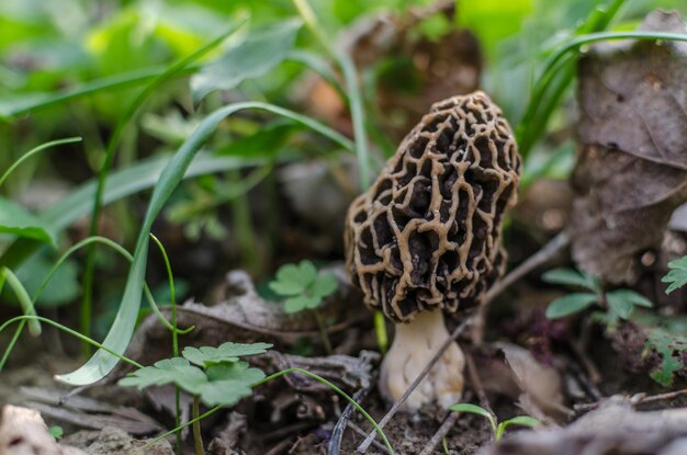 Morel frais en forêt