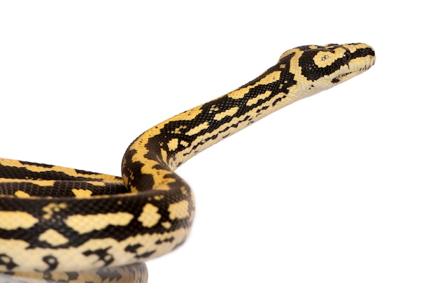 Photo morelia spilota variegata, une sous-espèce de python,