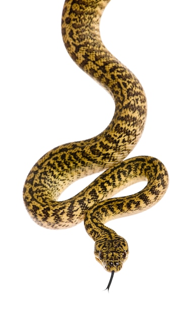 Morelia spilota variegata, une sous-espèce de python,