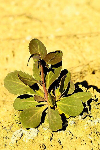 Photo moricandia, du genre des plantes de la famille des brassicacées