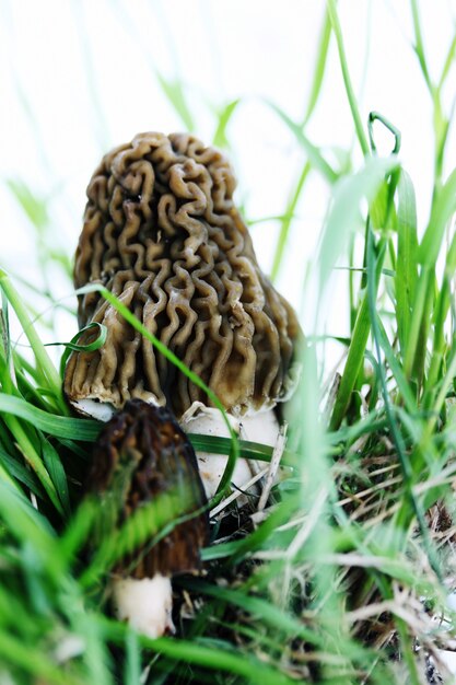 Morilles dans l'herbe