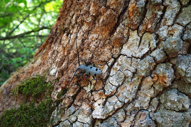 Morimus funereus est une espèce de coléoptère de la famille des Cerambycidae ou sous-espèce de Morimus asper Beau coléoptère gris épais avec de longues moustaches sur l'écorce de chêne brun Fruska Gora Serbie Balkans