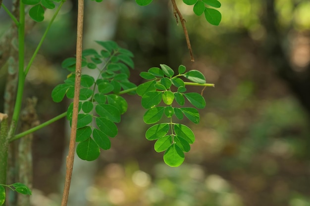 Moringa oleifera dans le jardin Daun kelor