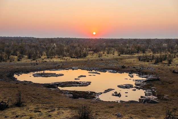 Moringa waterhole près du camp Halali dans le parc national d'Etosha au coucher du soleil