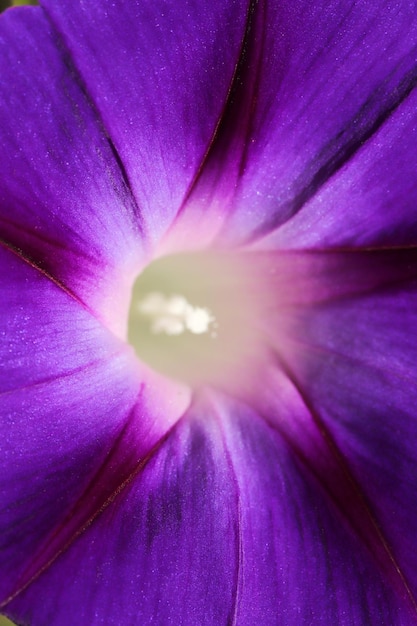 Morning Glory Fleur Beaux fonds d'écran