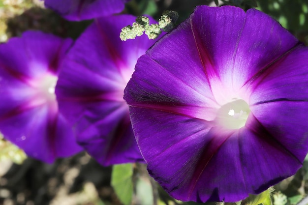 Morning Glory Fleur Beaux fonds d'écran