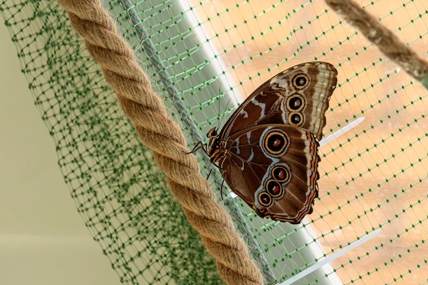 Photo morpho menelaus est une espèce de papillons assis sur des feuilles de plantes vertes dans le parc.