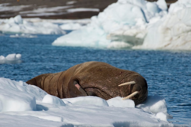 Morse sur l'écoulement glaciaire