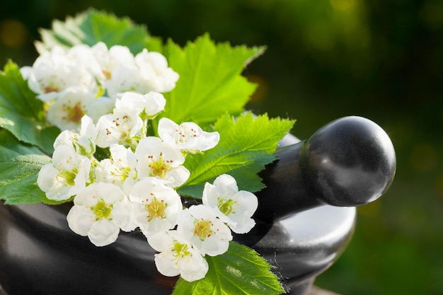 Mortier avec la phytothérapie d'aubépine de fleur