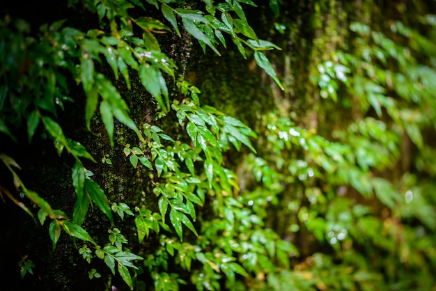 Photo mos dans la forêt tropicale