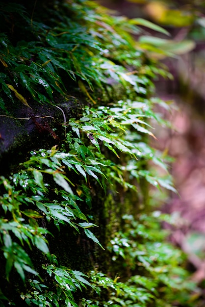 Mos dans la forêt tropicale