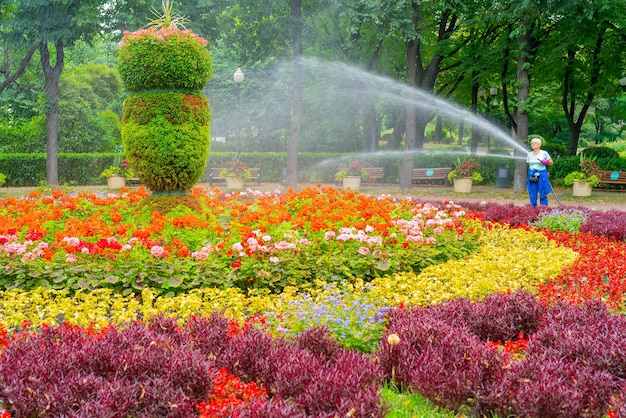 Moscou. Russie. 01 août 2021. Tuyau d'arrosage parterre de fleurs dans le parc.