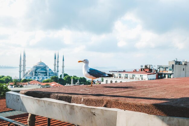 Photo mosquée bleue