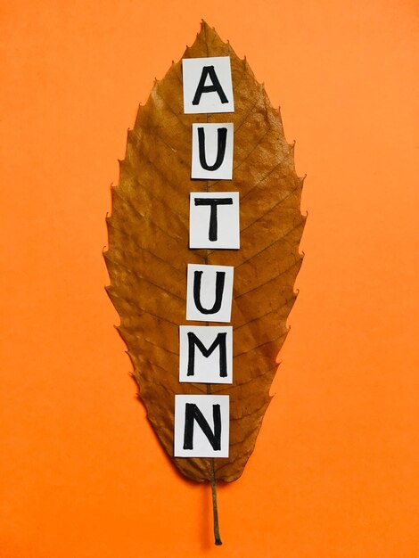 Photo le mot automne sur un fond de feuilles.
