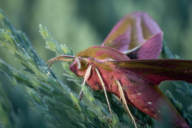 Moth hawk moth sur une couverture à feuilles persistantes à une distance proche