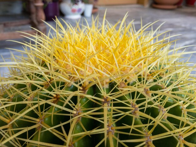 Motherinlaw39s coussin Echinocactus grusonii golden baril cactus vue latérale