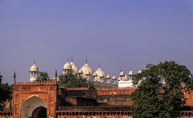 Moti Masjid ou mosquée de la perle dans le fort d'Agra, en Inde.