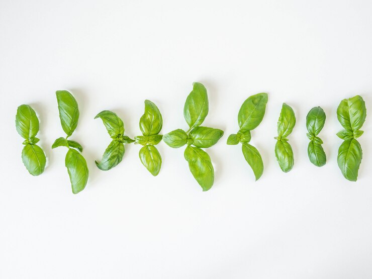 Motif de basilic isolé sur fond blanc. Cadre en feuilles de basilic. Mise à plat, vue de dessus
