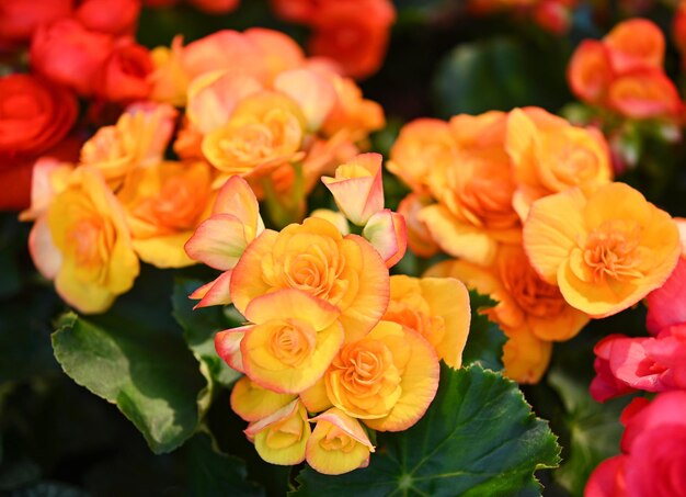 Motif de belles fleurs de bégonia jaune et orange naturelles pleine floraison dans le jardin de fleurs pour le fond