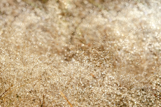 Motif de bokeh et gouttelettes d&#39;eau sur l&#39;herbe floue